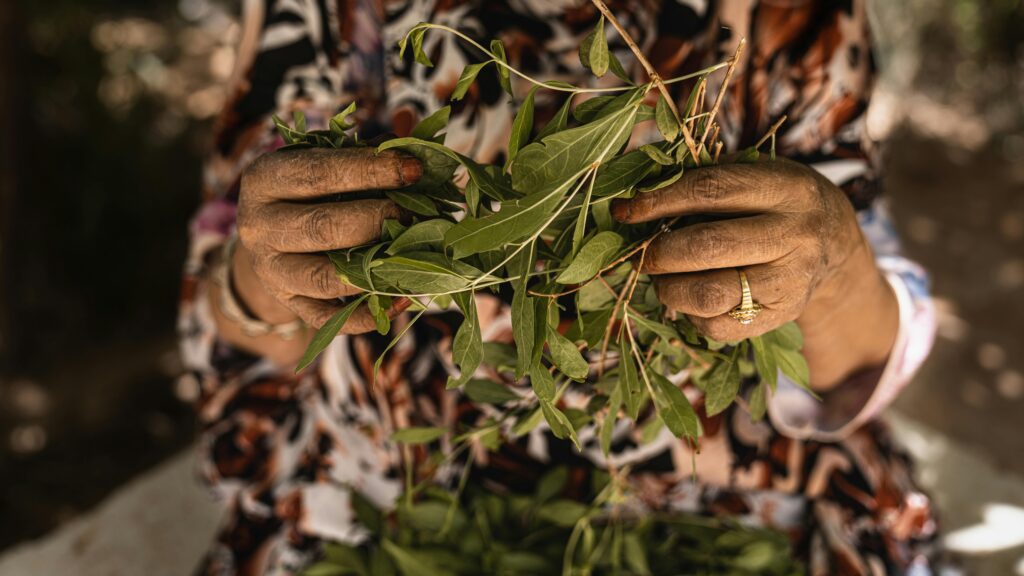 Hands arranging green leaves among dry foliage on the ground.