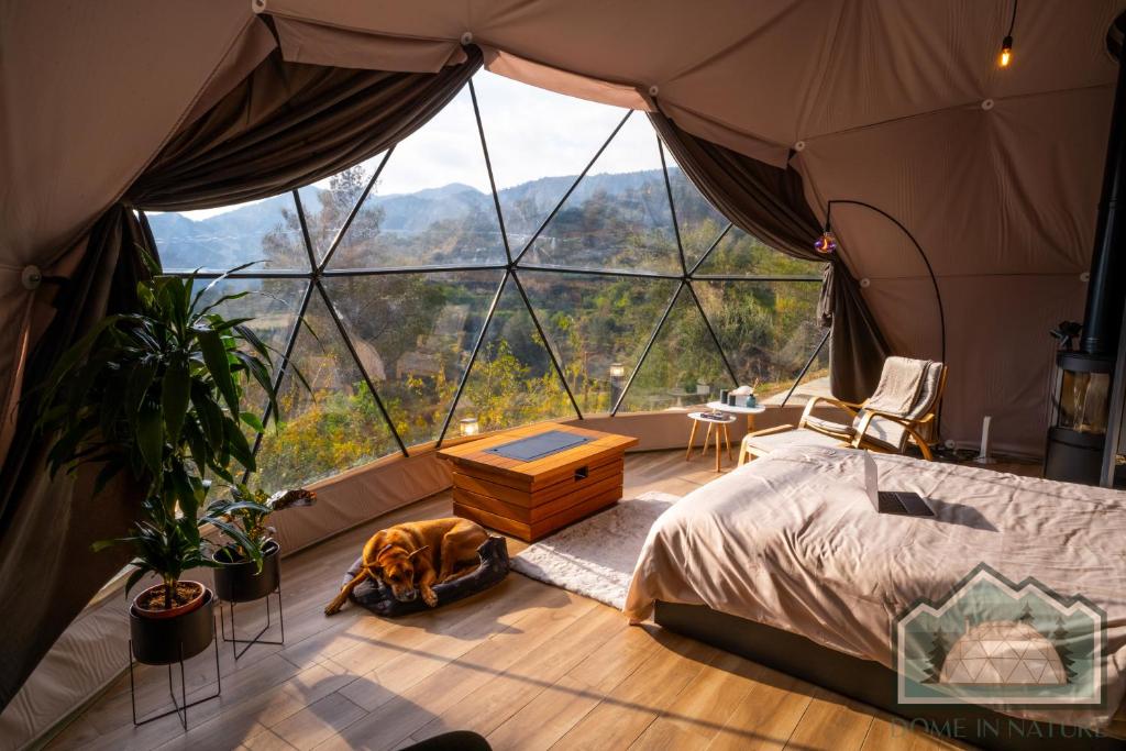 Cozy bedroom inside a dome tent with a dog resting nearby.