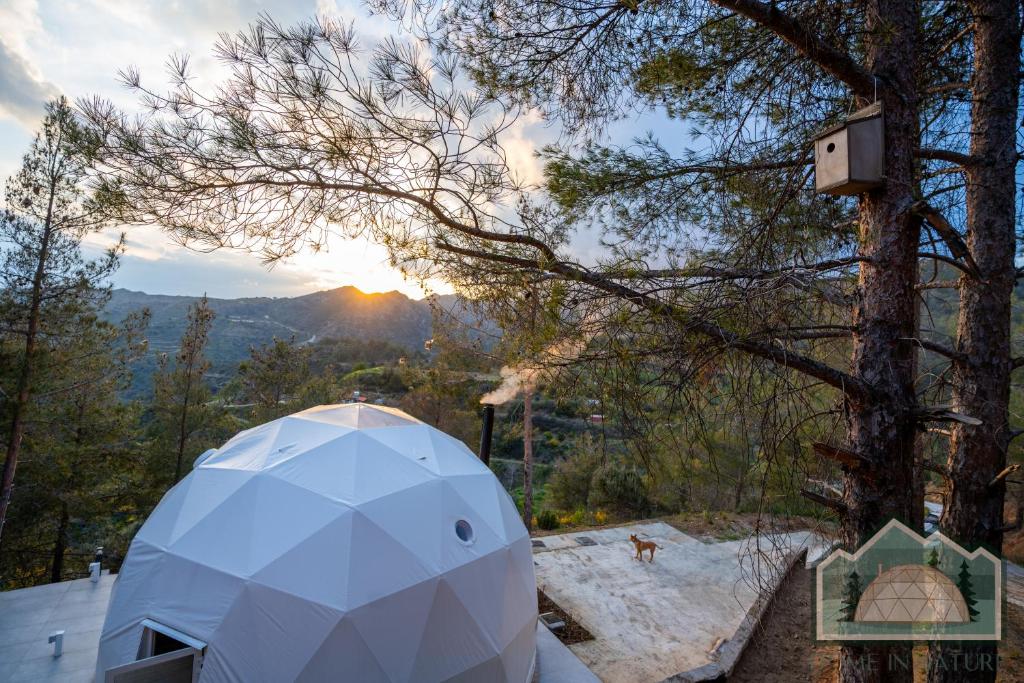 A geodesic dome with a sunset view in a forest setting.