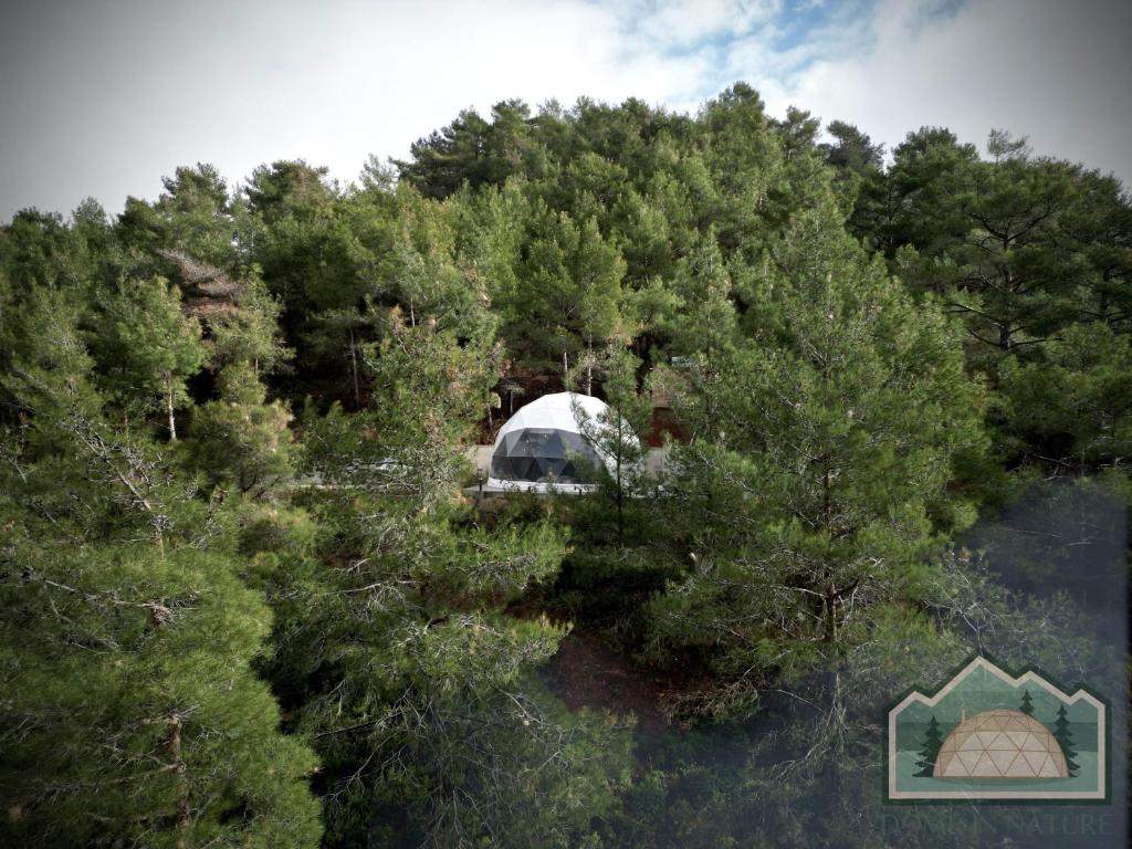 A dome-shaped tent nestled in a dense pine forest.