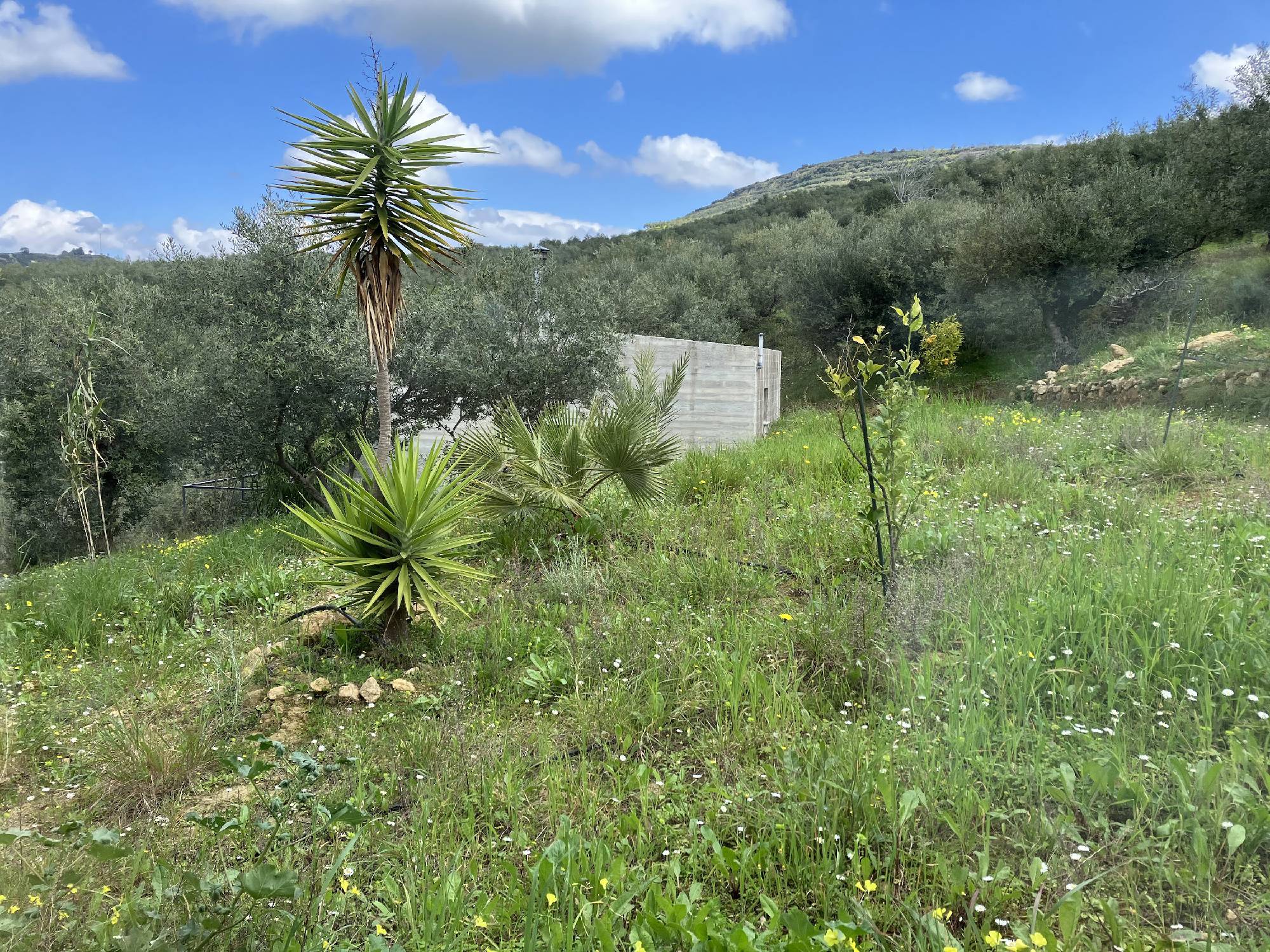 Green grassy field with palm trees and a small concrete structure under a blue sky.