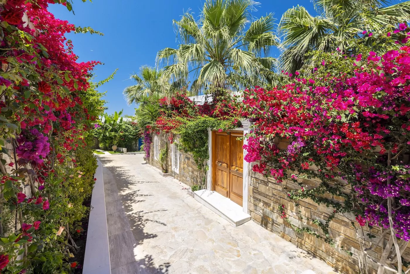 A sunny street lined with vibrant bougainvillea and palm trees.